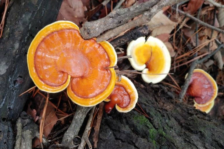 ¿Qué significa soñar con Ganoderma lucidum? 7 significados simbólicos