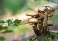 ¿Qué significa soñar con setas? 11 significados simbólicos