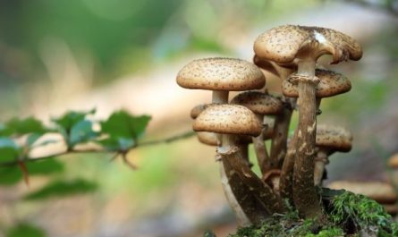 ¿Qué significa soñar con setas? 11 significados simbólicos