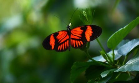 ¿Qué significa soñar con una mariposa roja?