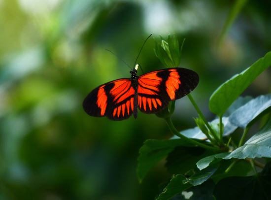 ¿Qué significa soñar con una mariposa roja?