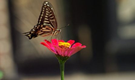 ¿Qué significa soñar con una mariposa cola de golondrina?