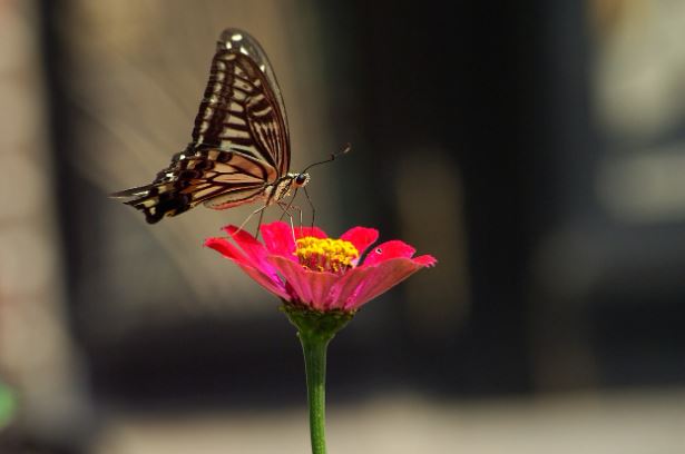 ¿Qué significa soñar con una mariposa cola de golondrina?