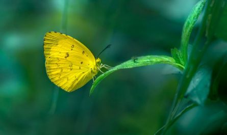 ¿Qué significa soñar con una mariposa amarilla?