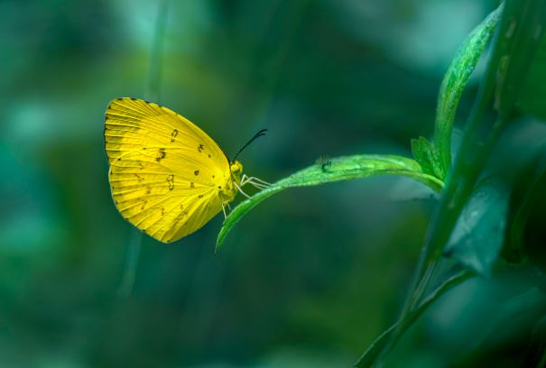 ¿Qué significa soñar con una mariposa amarilla?