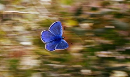¿Qué significa soñar con una mariposa azul?