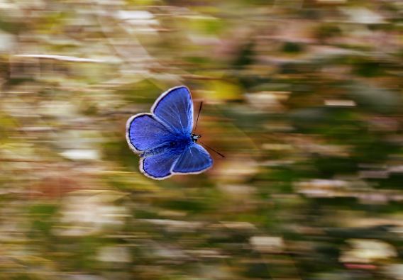 ¿Qué significa soñar con una mariposa azul?
