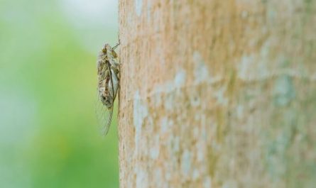 ¿Qué significa soñar con cigarras?