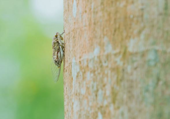 ¿Qué significa soñar con cigarras?