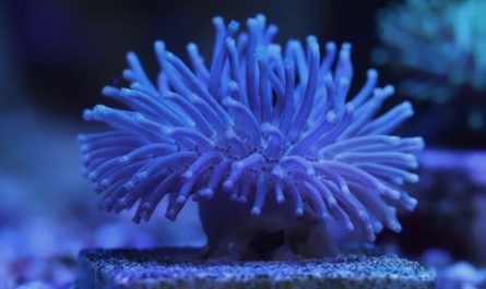¿Qué significa soñar con anémonas de mar?