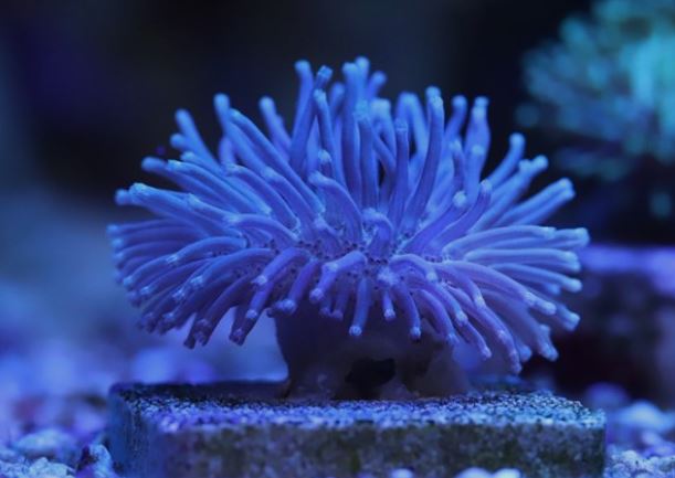 ¿Qué significa soñar con anémonas de mar?