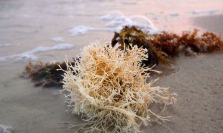 ¿Qué significa soñar con algas marinas?