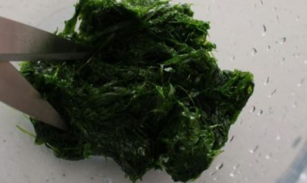 ¿Qué significa soñar con lechuga de mar?