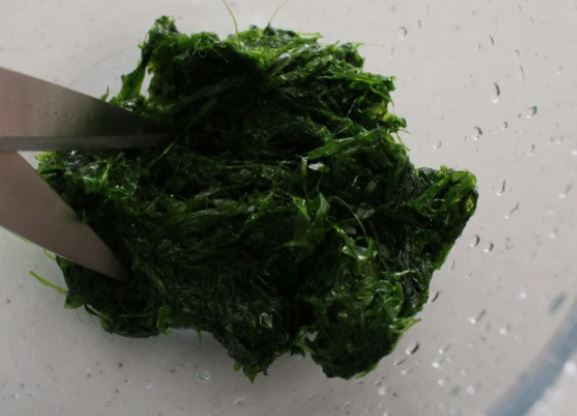 ¿Qué significa soñar con lechuga de mar?