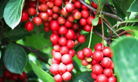 ¿Qué significa soñar con Schisandra chinensis?