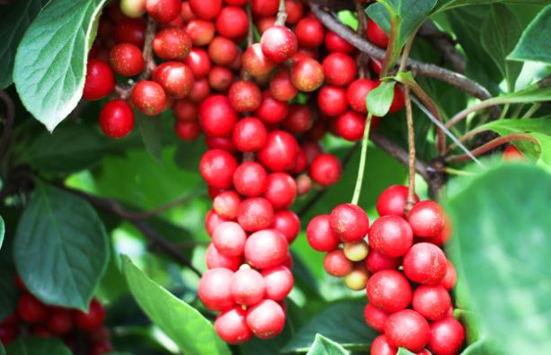 ¿Qué significa soñar con Schisandra chinensis?