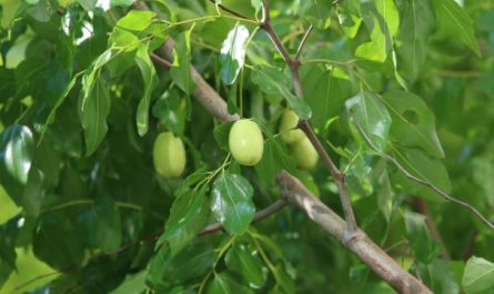 ¿Qué significa soñar con un árbol de azufaifo?