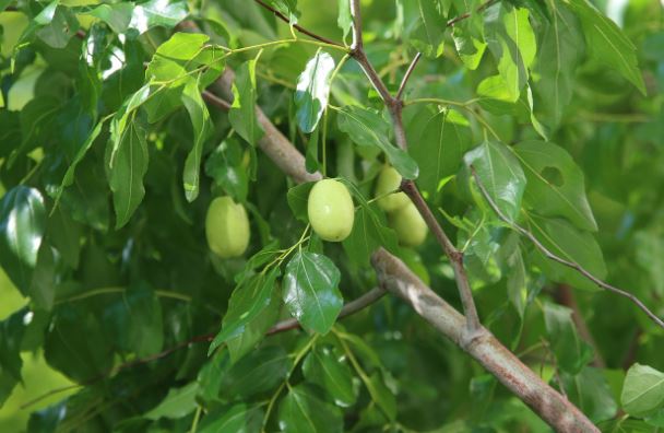 ¿Qué significa soñar con un árbol de azufaifo?