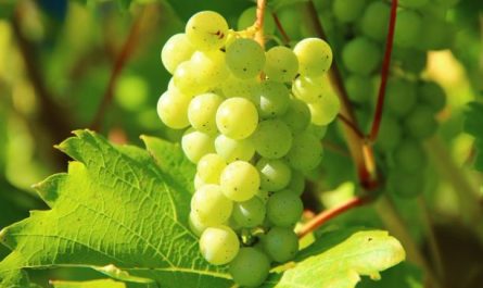 ¿Qué significa soñar con uvas verdes?