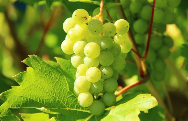 ¿Qué significa soñar con uvas verdes?