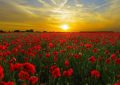 ¿Qué significa soñar con amapolas?