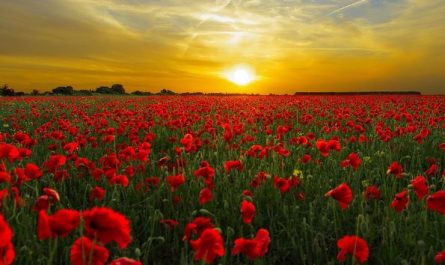 ¿Qué significa soñar con amapolas?