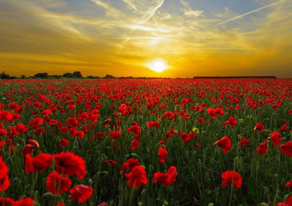¿Qué significa soñar con amapolas?