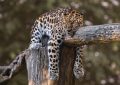 ¿Qué significa soñar con un jaguar?