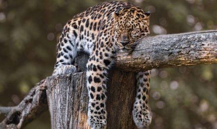 ¿Qué significa soñar con un jaguar?