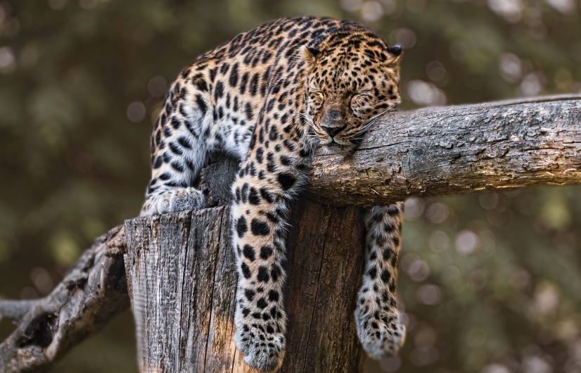 ¿Qué significa soñar con un jaguar?