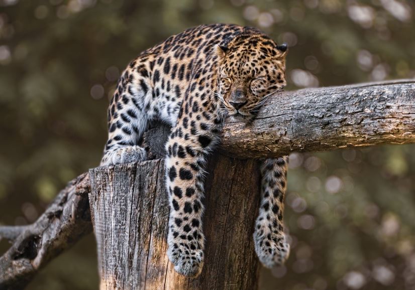 ¿Qué significa soñar con un jaguar?