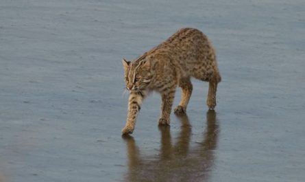 ¿Qué significa soñar con un gato salvaje?