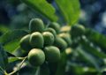¿Qué significa soñar con azufaifas verdes?
