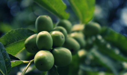 ¿Qué significa soñar con azufaifas verdes?