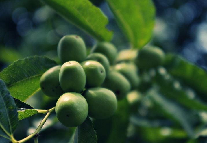 ¿Qué significa soñar con azufaifas verdes?