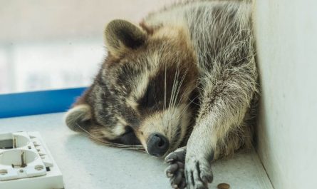 ¿Qué significa soñar con un mapache?