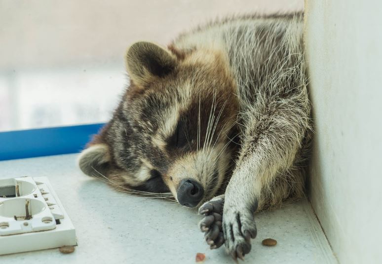 ¿Qué significa soñar con un mapache?