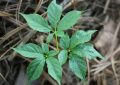 ¿Qué significa soñar con hierbas medicinales?
