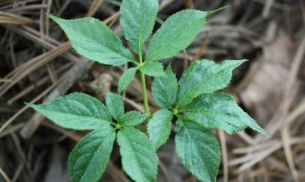 ¿Qué significa soñar con hierbas medicinales?