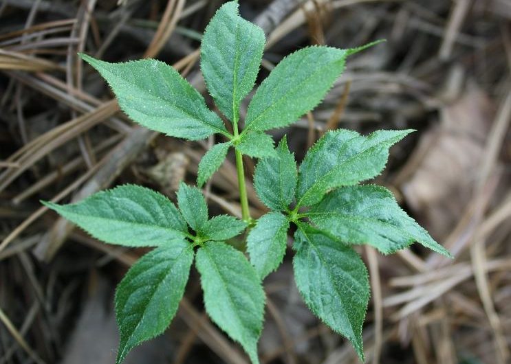 ¿Qué significa soñar con hierbas medicinales?