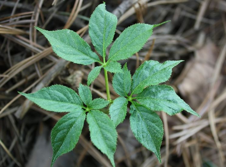 ¿Qué significa soñar con hierbas medicinales?