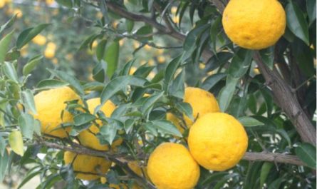¿Qué significa soñar con un pomelo?