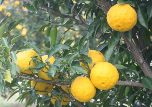 ¿Qué significa soñar con un pomelo?