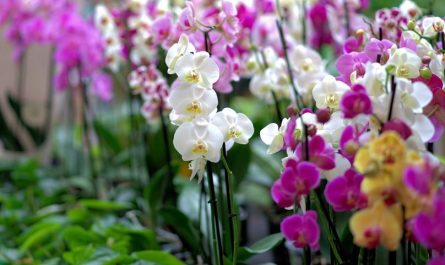 ¿Qué significa soñar con orquídeas?
