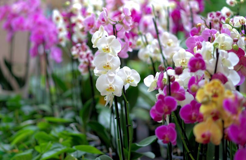 ¿Qué significa soñar con orquídeas?