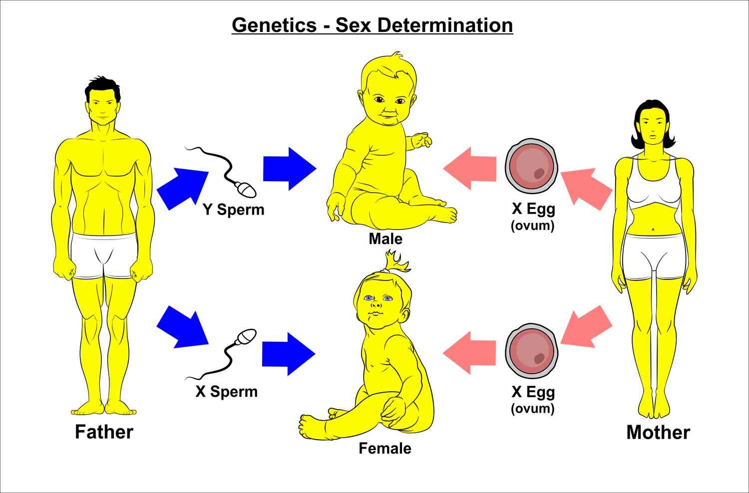 誰決定孩子的性別？