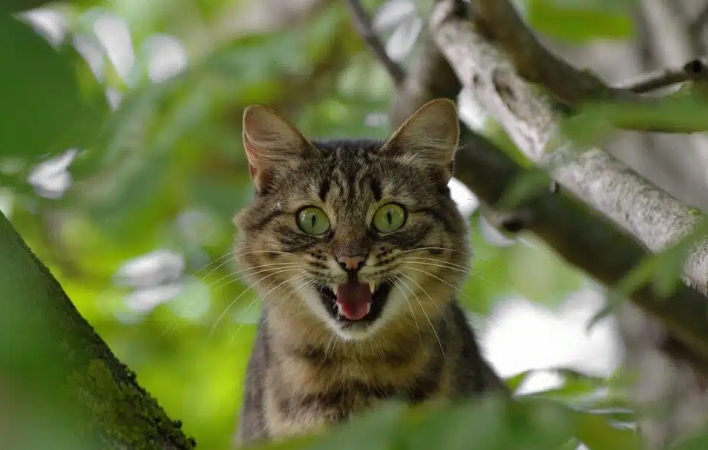 夢見驚訝是什麼意思