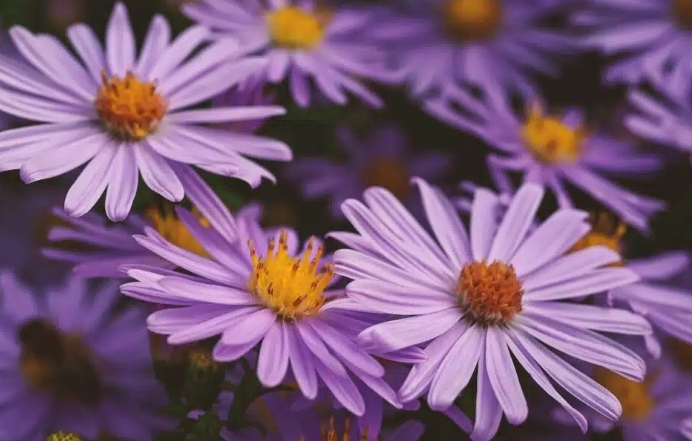 夢見紫色花的含義