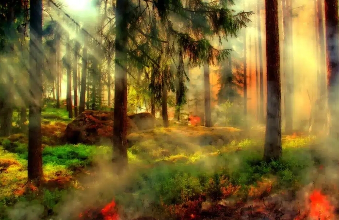 夢見白蠟樹的含義