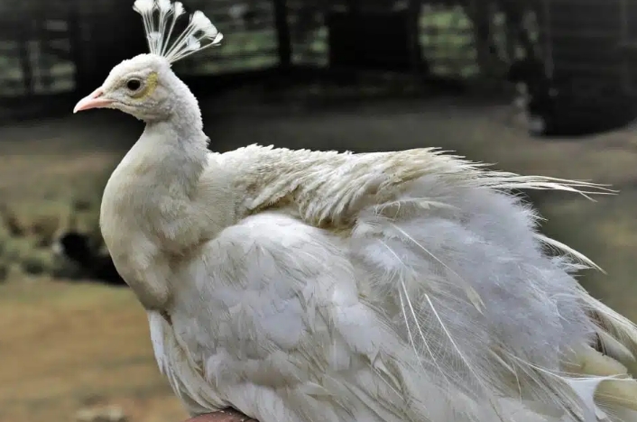 夢見貴族的多種含義